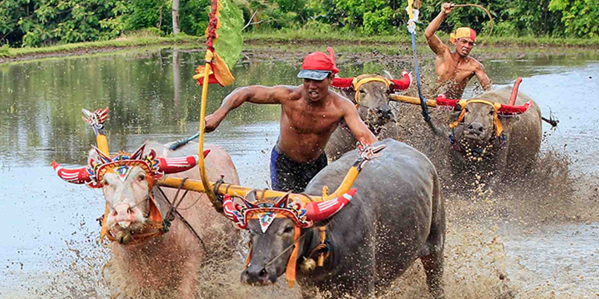 satu lagi tradisi untuk yang ada di bali yaitu lomba lari kerbau atau mekepung