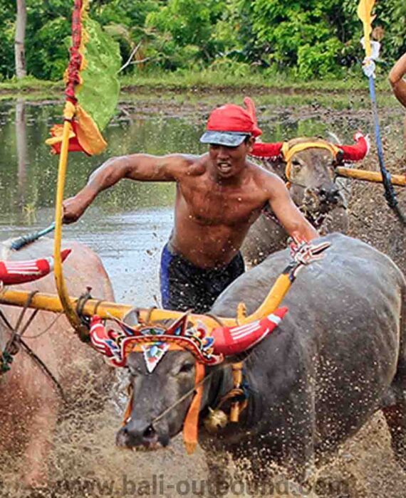 satu lagi tradisi untuk yang ada di bali yaitu lomba lari kerbau atau mekepung